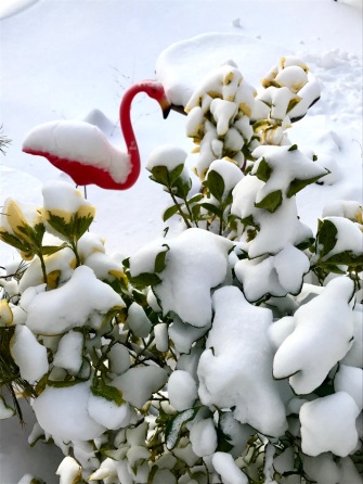 Snowy flamingo. Ocean Grove. 2/9/17. By Moe Demby, Blogfinger staff. ©
